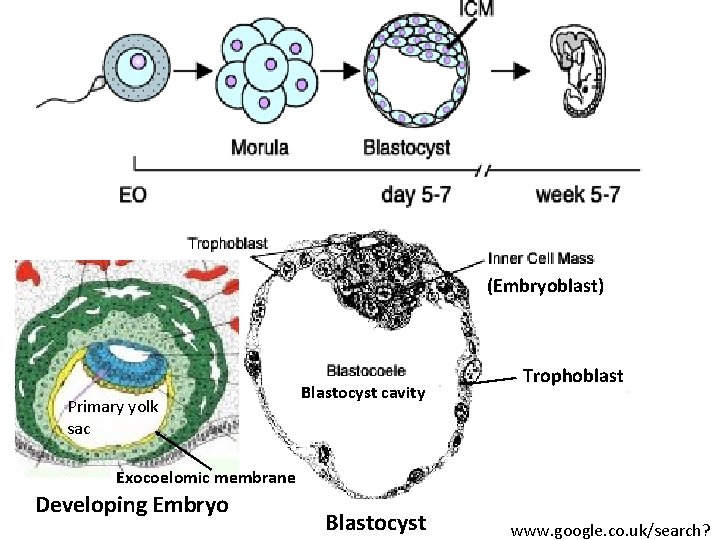 (Embryoblast) Primary yolk sac Blastocyst cavity Trophoblast Exocoelomic membrane Developing Embryo Blastocyst www. google.