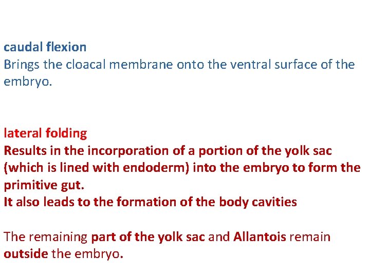 caudal flexion Brings the cloacal membrane onto the ventral surface of the embryo. lateral