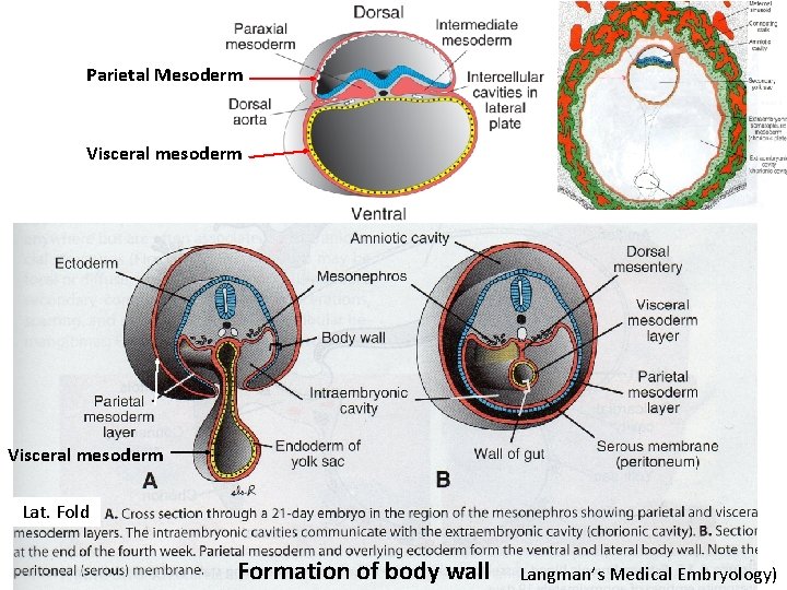 Parietal Mesoderm Visceral mesoderm Lat. Fold Formation of body wall Langman’s Medical Embryology) 