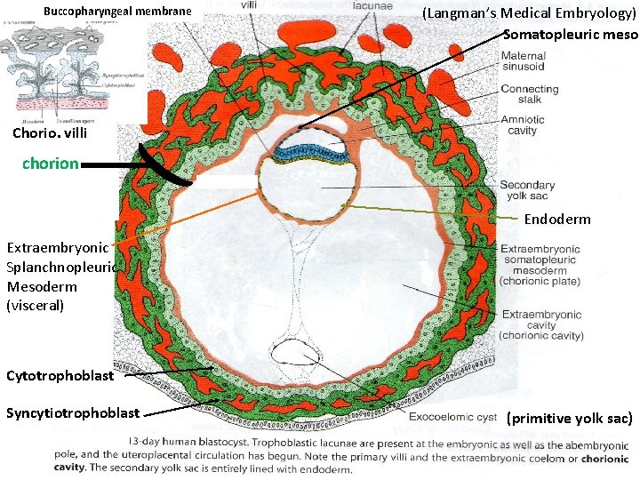Buccopharyngeal membrane (Langman’s Medical Embryology) Somatopleuric meso Chorio. villi chorion Endoderm Extraembryonic Splanchnopleuric Mesoderm