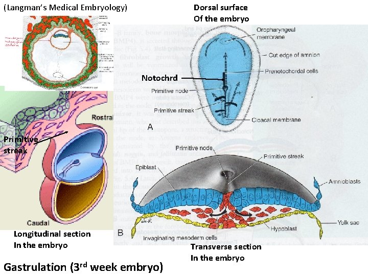 (Langman’s Medical Embryology) Dorsal surface Of the embryo Notochrd Primitive streak Longitudinal section In