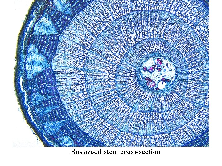 Basswood stem cross-section 