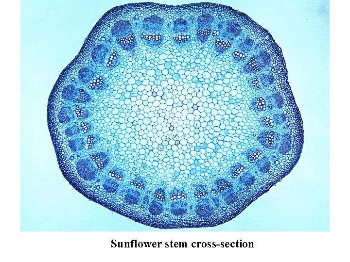 Sunflower stem cross-section 