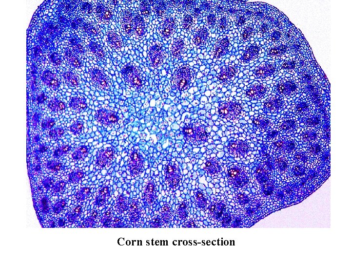 Corn stem cross-section 