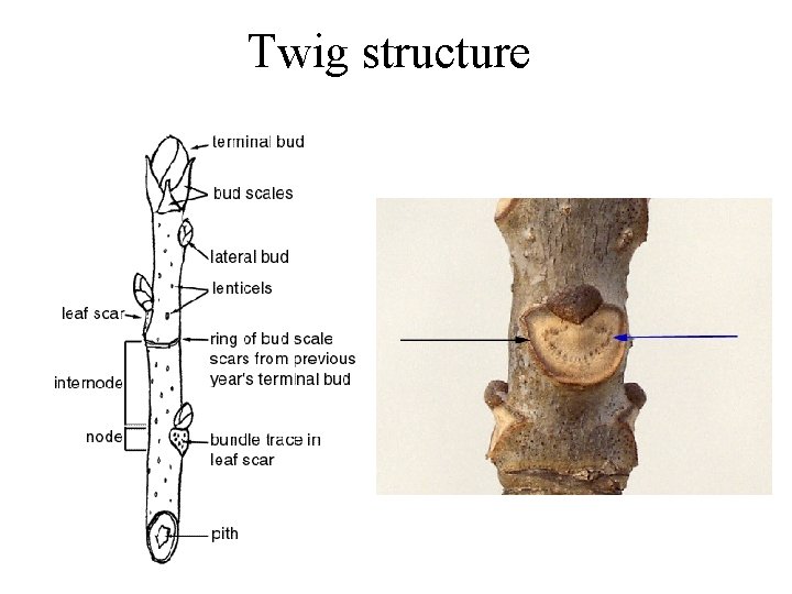 Twig structure 