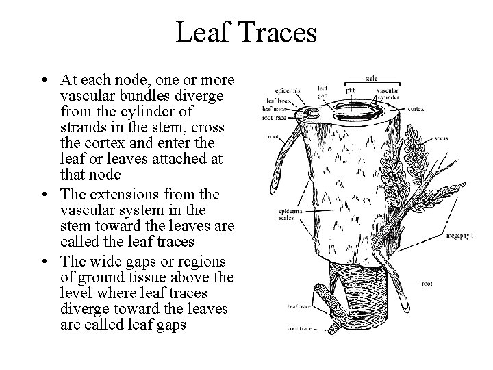 Leaf Traces • At each node, one or more vascular bundles diverge from the