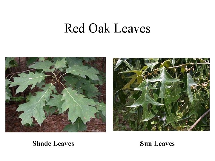 Red Oak Leaves Shade Leaves Sun Leaves 