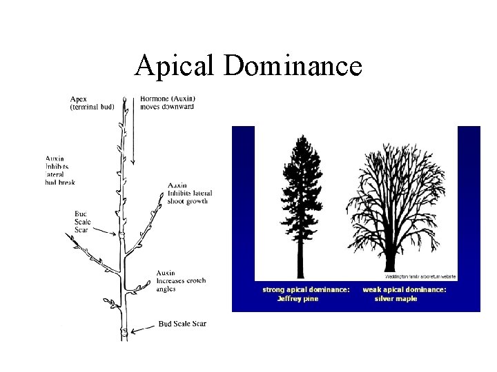 Apical Dominance 