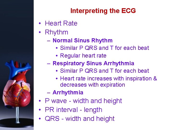 Interpreting the ECG • Heart Rate • Rhythm – Normal Sinus Rhythm • Similar