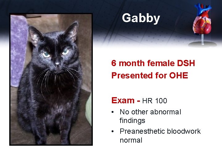 Gabby 6 month female DSH Presented for OHE Exam - HR 100 • No