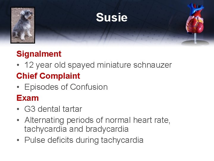 Susie Signalment • 12 year old spayed miniature schnauzer Chief Complaint • Episodes of