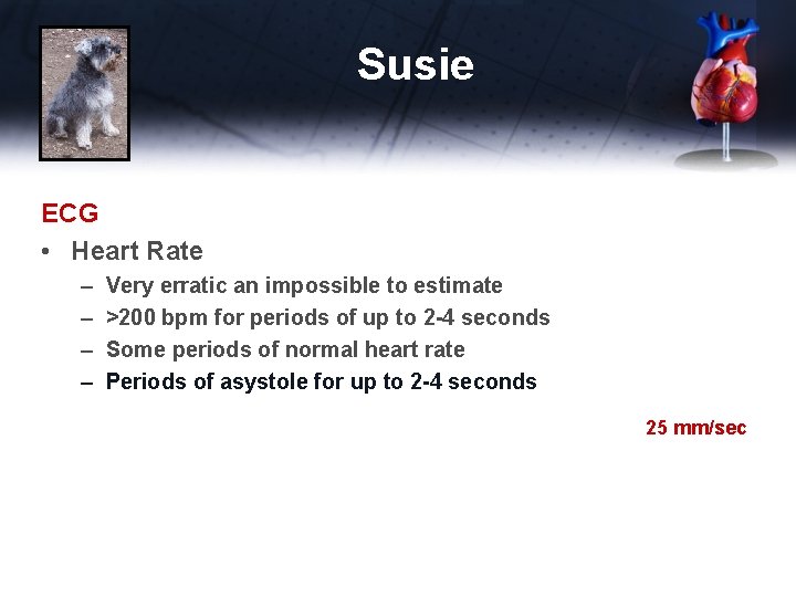 Susie ECG • Heart Rate – – Very erratic an impossible to estimate >200