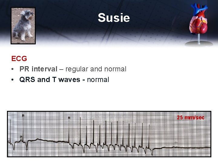 Susie ECG • PR interval – regular and normal • QRS and T waves