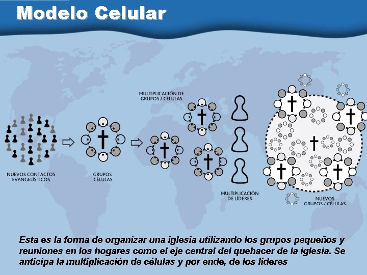 Modelo Celular Esta es la forma de organizar una iglesia utilizando los grupos pequeños