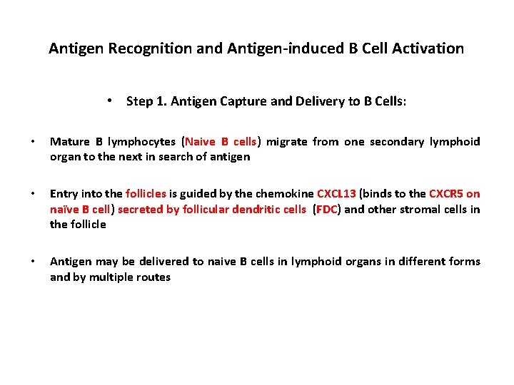 Antigen Recognition and Antigen-induced B Cell Activation • Step 1. Antigen Capture and Delivery
