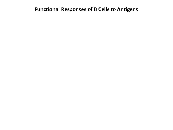 Functional Responses of B Cells to Antigens 