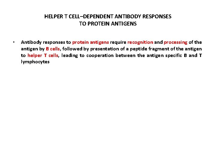HELPER T CELL–DEPENDENT ANTIBODY RESPONSES TO PROTEIN ANTIGENS • Antibody responses to protein antigens