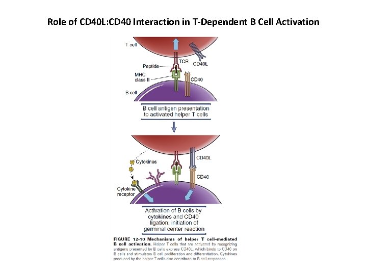 Role of CD 40 L: CD 40 Interaction in T-Dependent B Cell Activation 