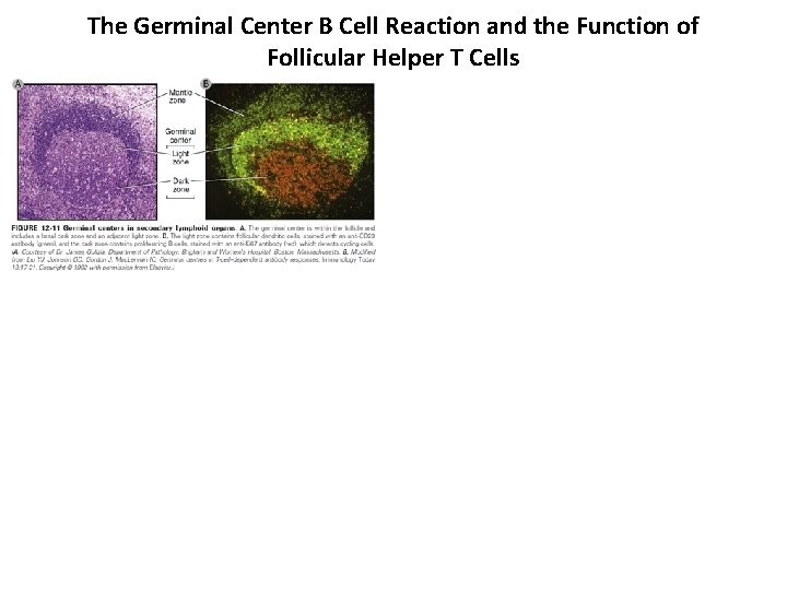 The Germinal Center B Cell Reaction and the Function of Follicular Helper T Cells