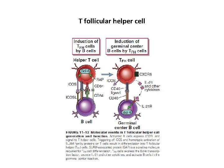 T follicular helper cell 