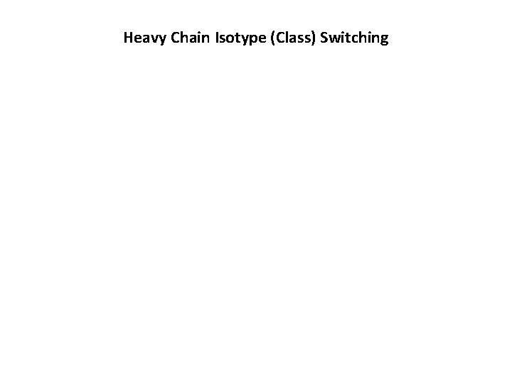 Heavy Chain Isotype (Class) Switching 