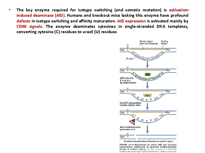  • The key enzyme required for isotype switching (and somatic mutation) is activationinduced