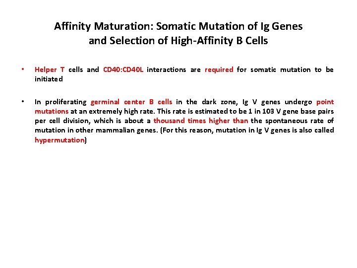 Affinity Maturation: Somatic Mutation of Ig Genes and Selection of High-Affinity B Cells •