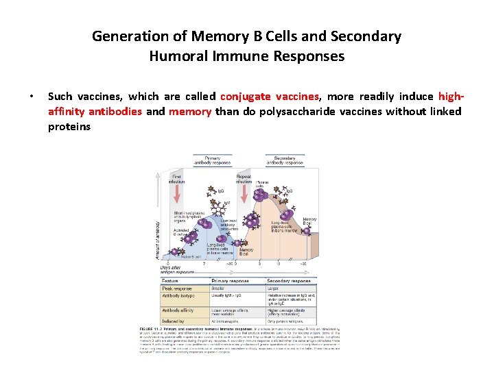Generation of Memory B Cells and Secondary Humoral Immune Responses • Such vaccines, which