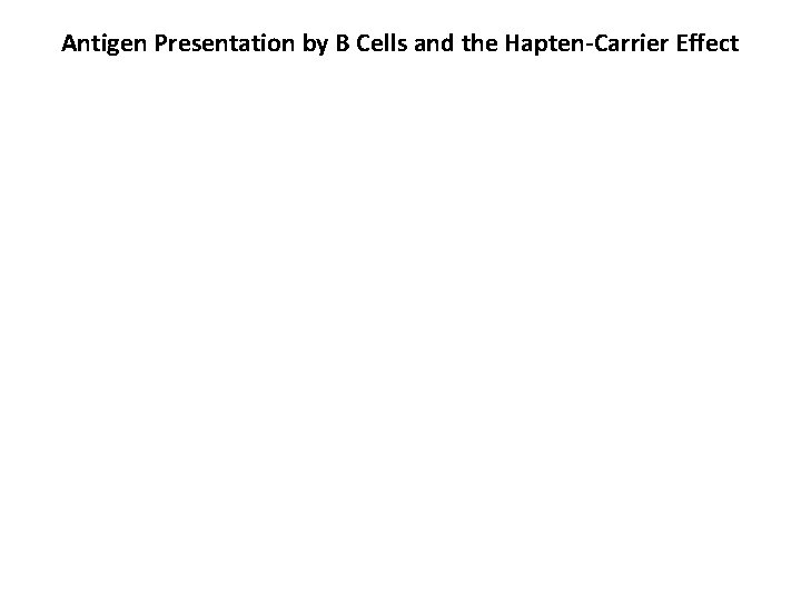 Antigen Presentation by B Cells and the Hapten-Carrier Effect 