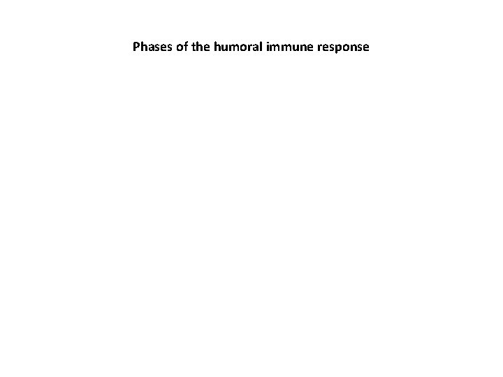 Phases of the humoral immune response 