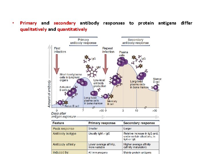  • Primary and secondary antibody responses to protein antigens differ qualitatively and quantitatively