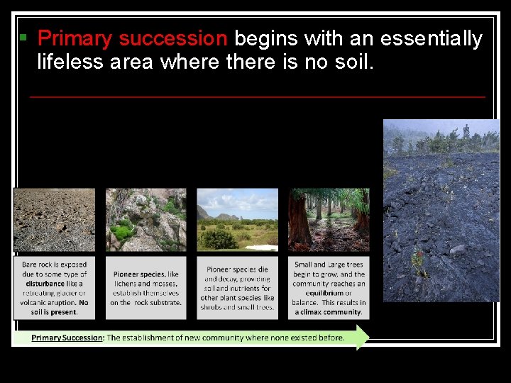 § Primary succession begins with an essentially lifeless area where there is no soil. § Primary succession begins with an essentially lifeless area where there is no soil.