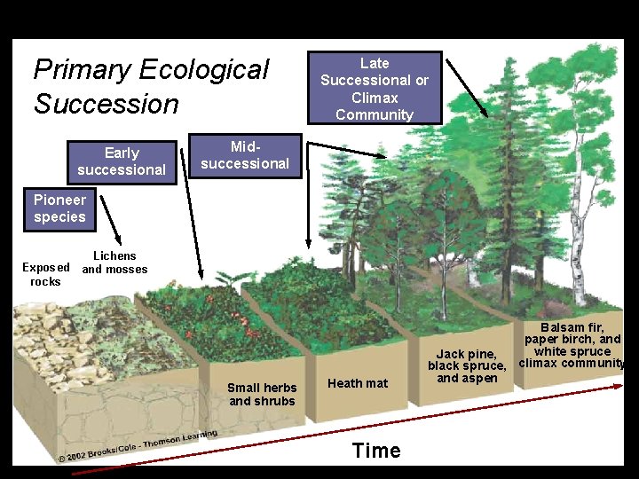 Primary Ecological Succession Early successional Late Successional or Climax Community Midsuccessional Pioneer species Exposed