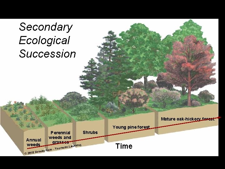 Secondary Ecological Succession Mature oak-hickory forest Young pine forest Annual weeds Perennial weeds and