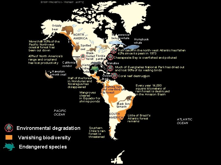 Grizzly bear NORTH AMERICA More than 60% of the Pacific Northwest coastal forest has