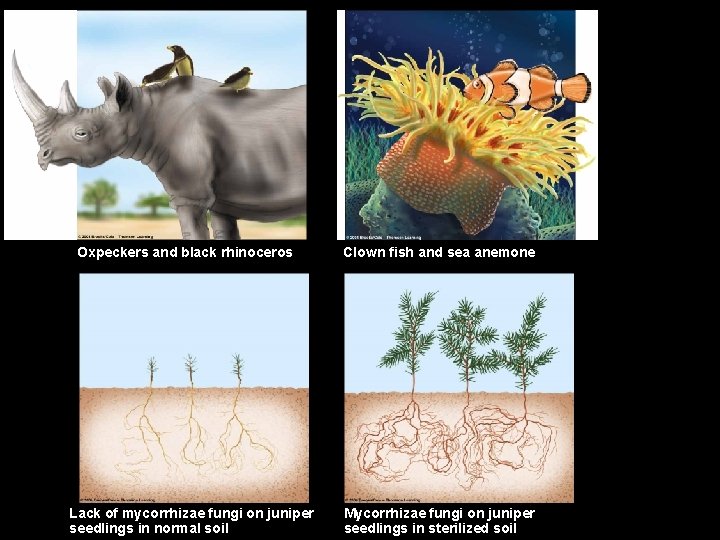 Figure 8 -12 Page 179 Oxpeckers and black rhinoceros Lack of mycorrhizae fungi on