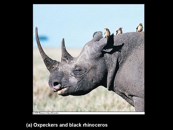(a) Oxpeckers and black rhinoceros (a) Oxpeckers and black rhinoceros