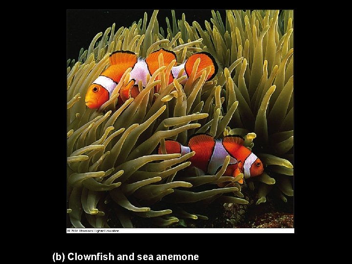 (b) Clownfish and sea anemone (b) Clownfish and sea anemone
