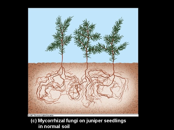 (c) Mycorrhizal fungi on juniper seedlings in normal soil 