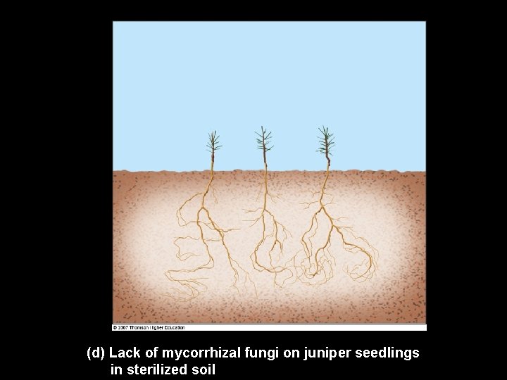(d) Lack of mycorrhizal fungi on juniper seedlings in sterilized soil (d) Lack of mycorrhizal fungi on juniper seedlings in sterilized soil