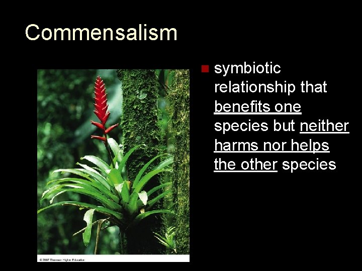 Commensalism n symbiotic relationship that benefits one species but neither harms nor helps the