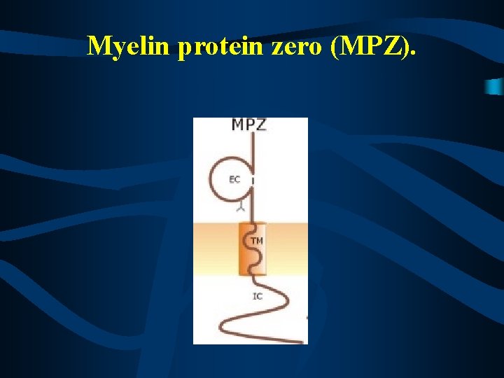 Myelin protein zero (MPZ). 