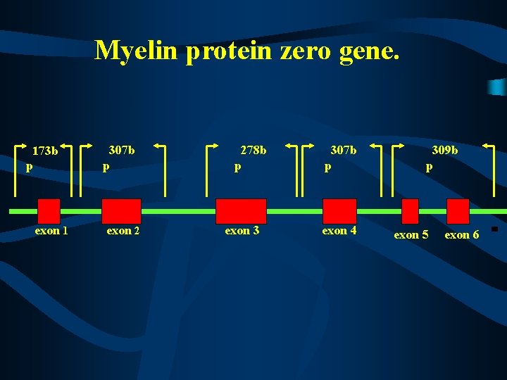 Myelin protein zero gene. 173 b p exon 1 307 b p exon 2