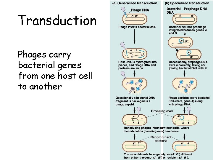 Transduction Phages carry bacterial genes from one host cell to another 