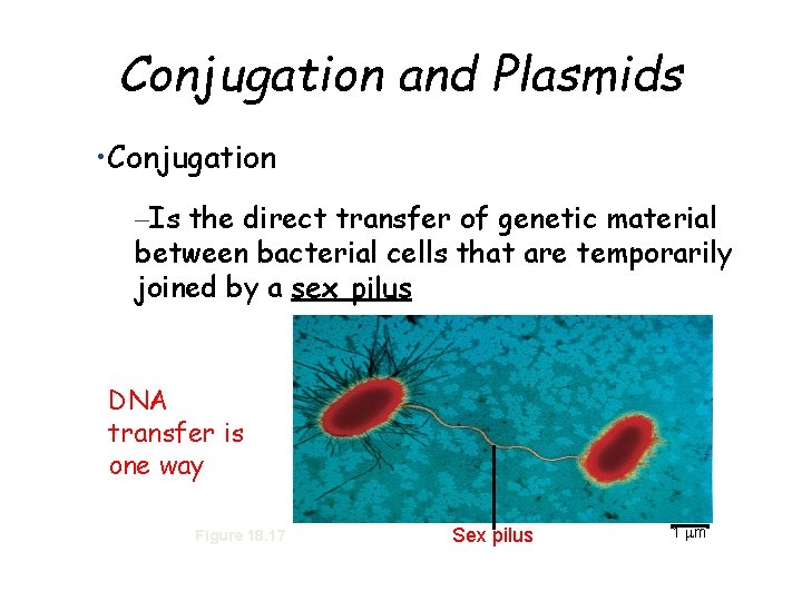 Conjugation and Plasmids • Conjugation –Is the direct transfer of genetic material between bacterial