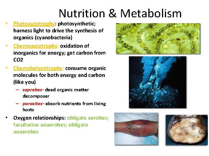 Nutrition & Metabolism • Photoautotrophs: photosynthetic; harness light to drive the synthesis of organics