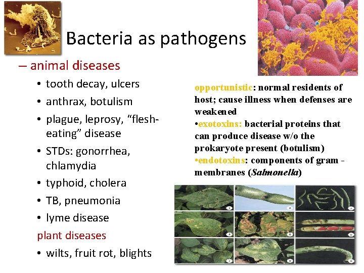 Bacteria as pathogens – animal diseases • tooth decay, ulcers • anthrax, botulism •