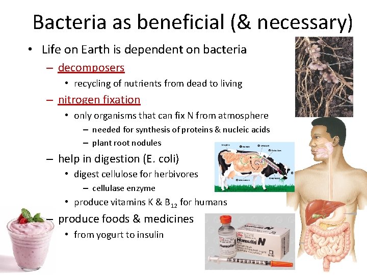 Bacteria as beneficial (& necessary) • Life on Earth is dependent on bacteria –
