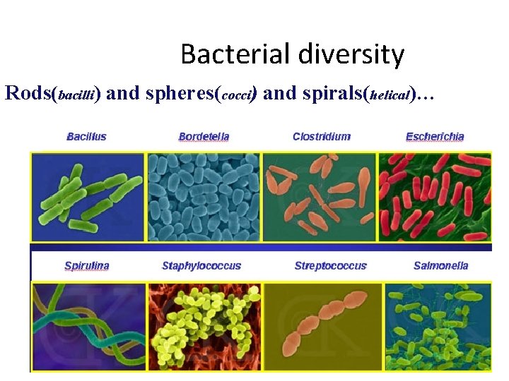 Bacterial diversity Rods(bacilli) and spheres(cocci) and spirals(helical)… 