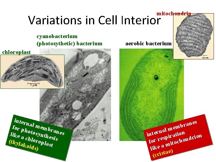 mitochondria Variations in Cell Interior cyanobacterium (photosythetic) bacterium aerobic bacterium chloroplast inter n for